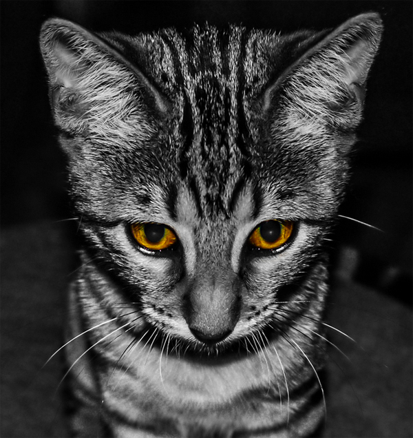 14-cat-sad-face-black-white-yellow-eyes-lenzak.jpg