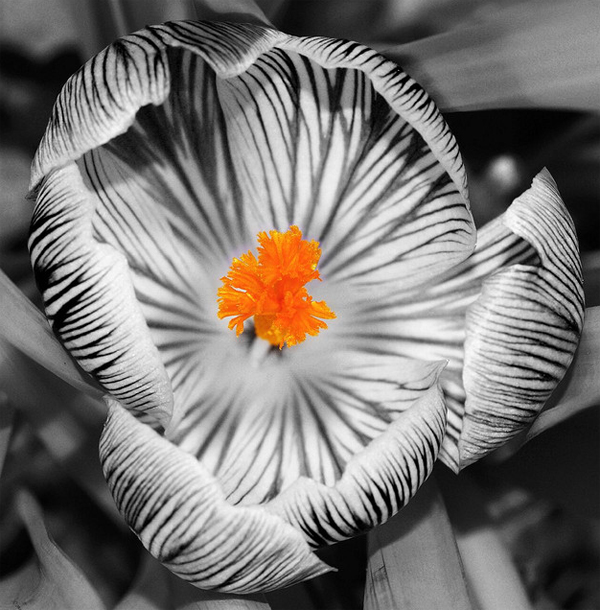 16-flower-yellow-black-and-white-splash-of-color-lenzak.jpg