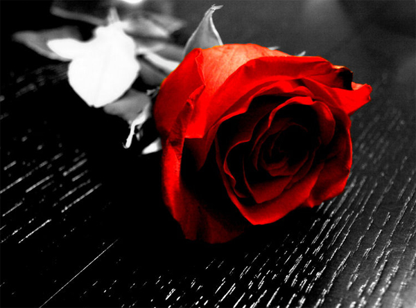 18-red-rose-black-and-white-photo-lenzak.jpg