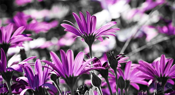 26-flowers-painted-pink-black-white-photography-lenzak.jpg