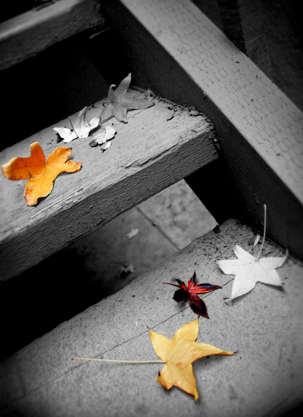27-autumn-leaves-colored-black-and-white-lenzak.jpg