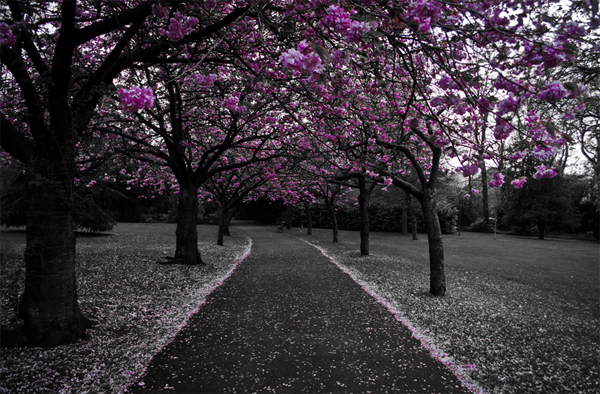 3-black-white-pink-blossom-garden-lenzak.jpg