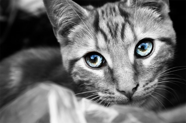 40-cat-black-white-color-eyes-lenzak.jpg