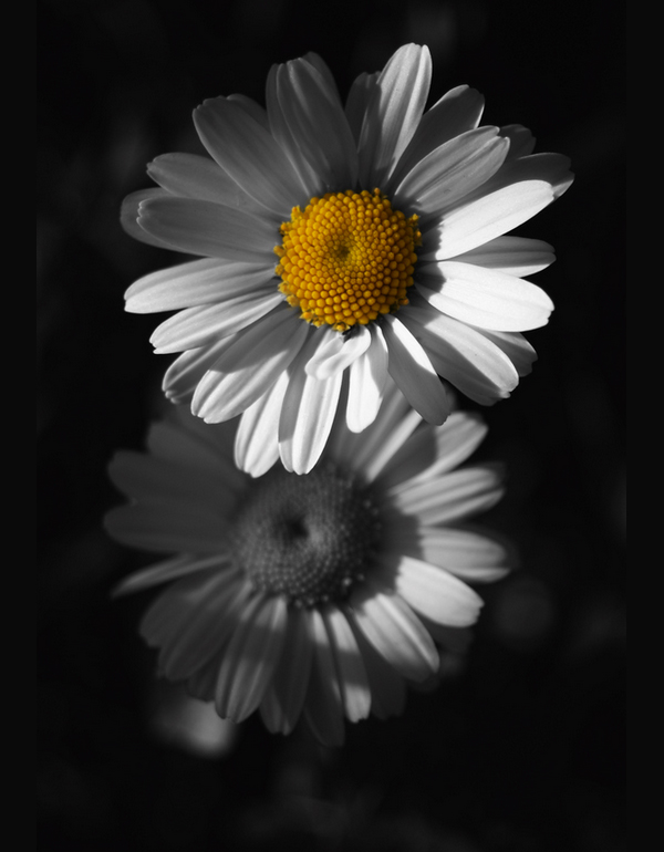 6-flowers-black-white-yellow-from-dark-lenzak.jpg
