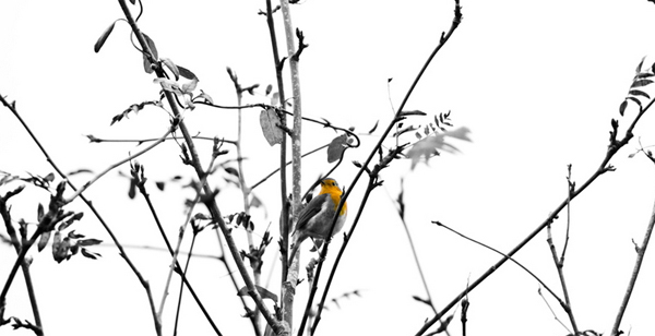 7-black-white-bird-yellow-lenzak.jpg