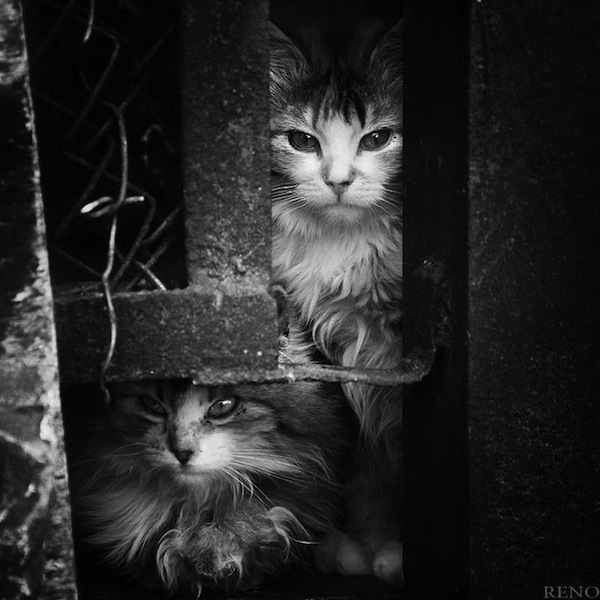 b_and_white_cats-lenzak-a.jpg