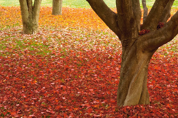 autumn-photography-tips-09-lenzak.jpg