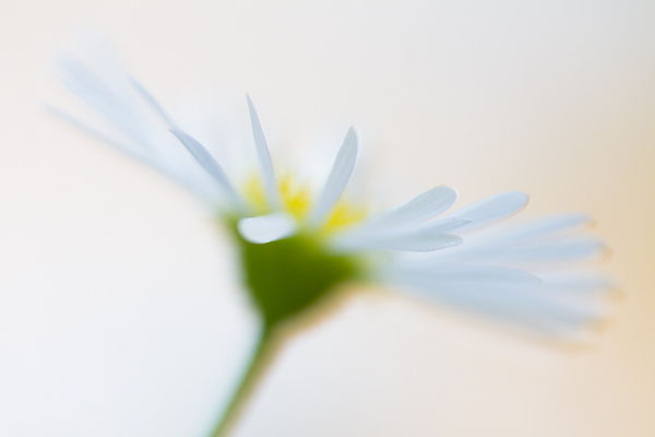 abstract-flower-photography-1.jpg