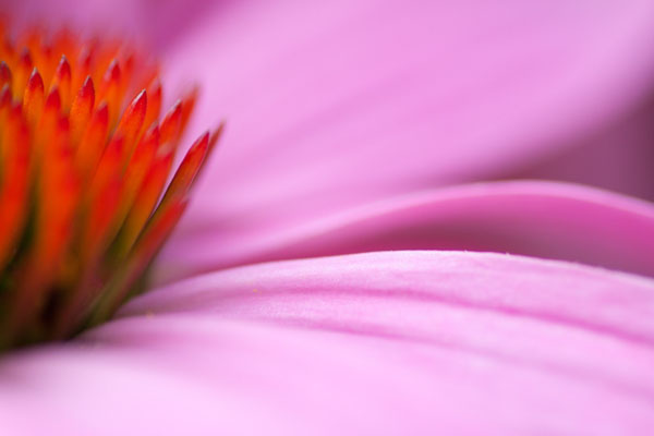 abstract-flower-photography-11.jpg