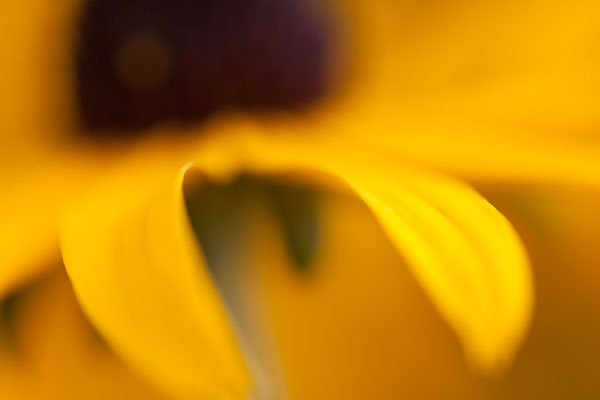 abstract-flower-photography-9.jpg