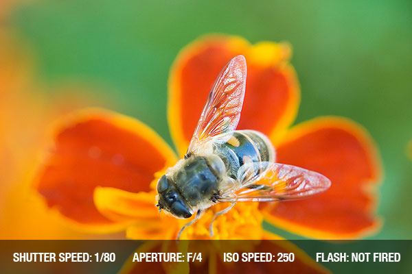 photographing-insects2