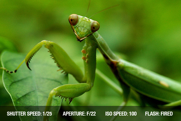 photographing-insects3