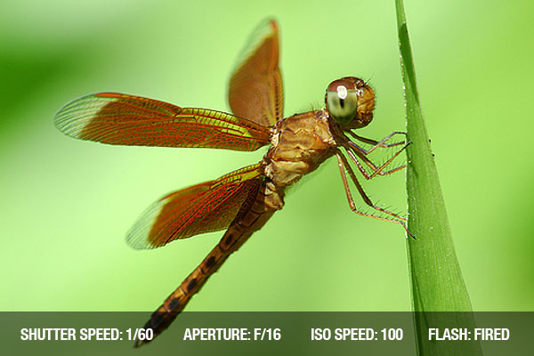 photographing-insects4
