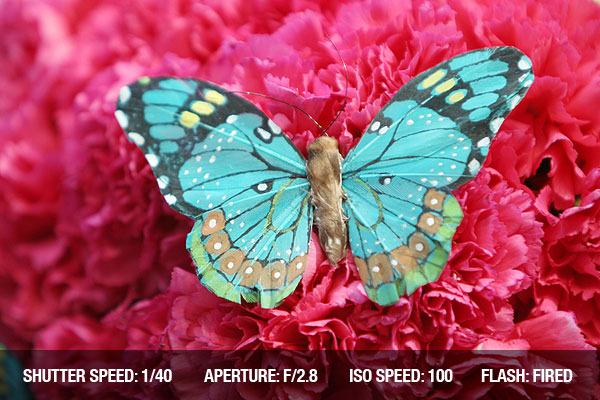photographing-insects5