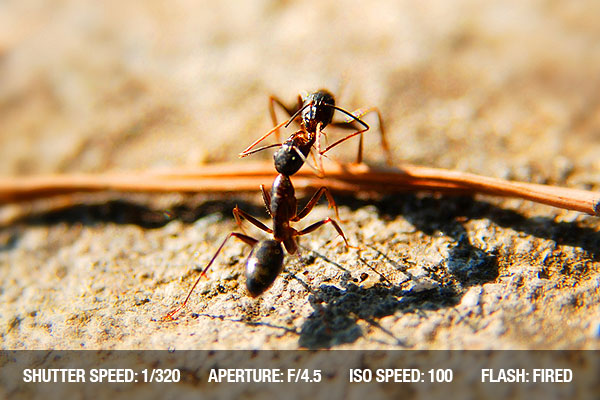 photographing-insects6