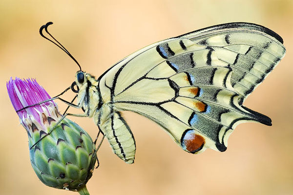 عکس ماکرو زیبا