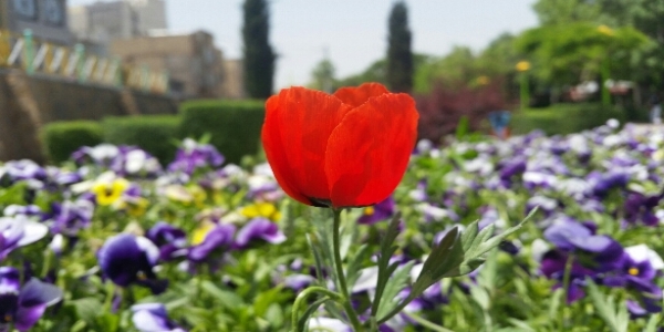  عکس کاور پروفایل alireza