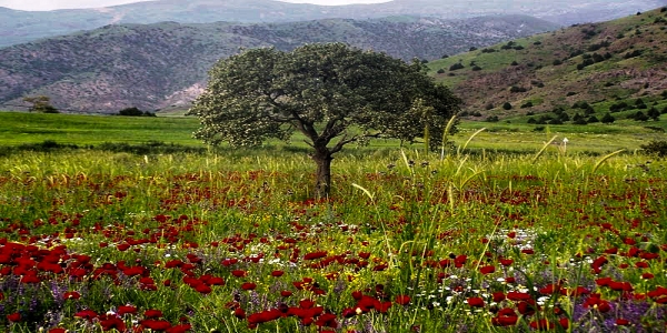  عکس کاور پروفایل غلامرضا