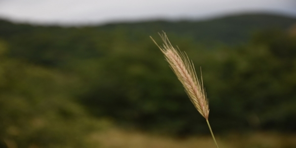  عکس کاور پروفایل ali